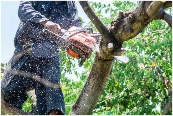 tree services Midvale